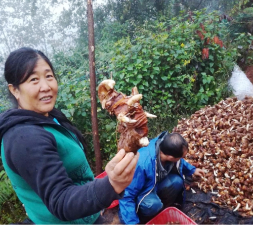 云南宝田武定滇重楼种植合作客户