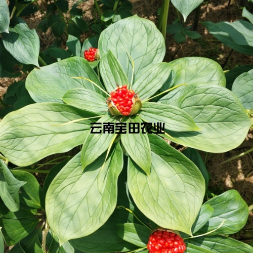 云南宝田优质滇重楼种子