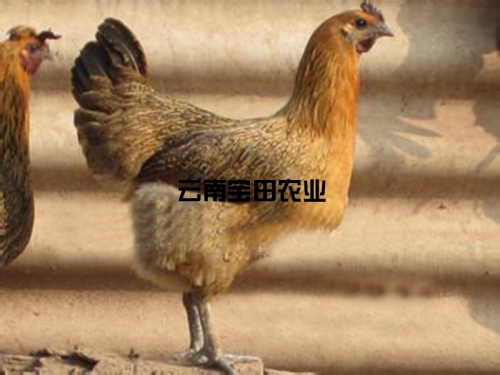 彝生态土母鸡118元一公斤