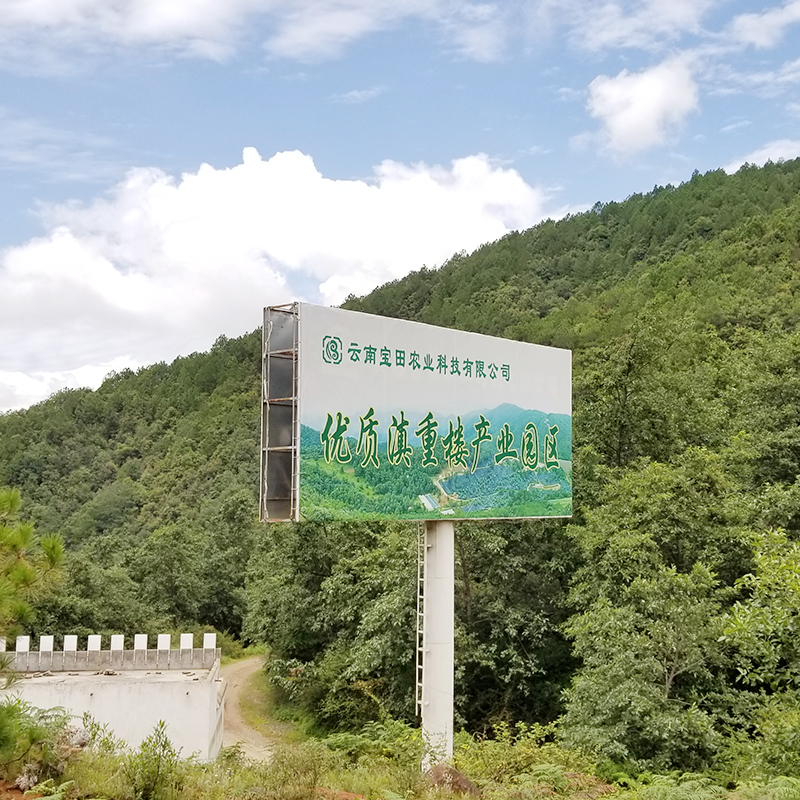 云南宝田农业1000余亩滇重楼种植基地