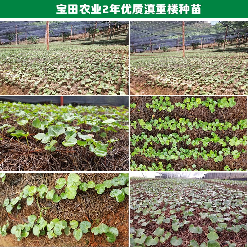 云南滇重楼育苗