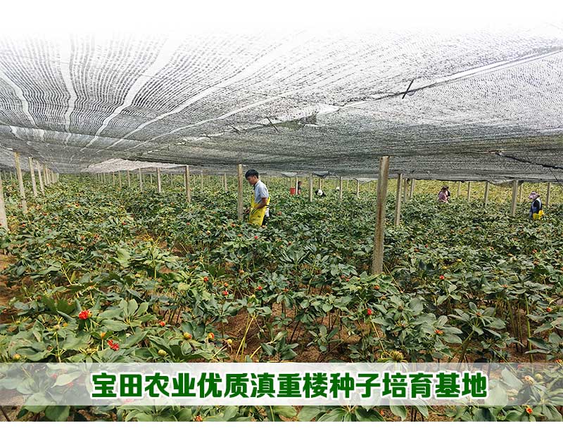 云南滇重楼种植基地