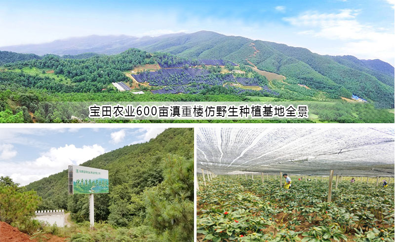 滇重楼种植基地