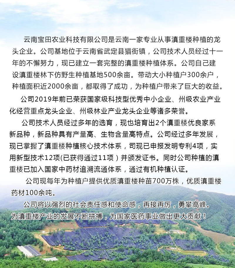 云南滇重楼种植基地