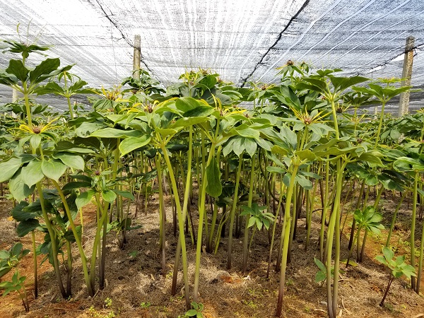 滇重楼种植基地